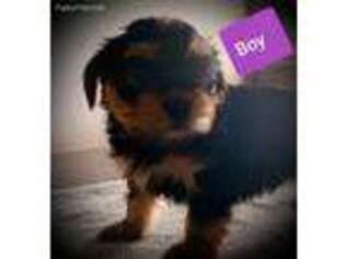 Yorkshire Terrier Puppy for sale in Pennville, IN, USA