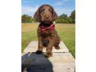 Labradoodle Puppy for sale in Jackson, GA, USA