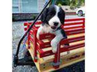 English Springer Spaniel Puppy for sale in Bethel, PA, USA