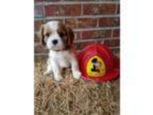 Cavalier King Charles Spaniel Puppy for sale in Forest, MS, USA