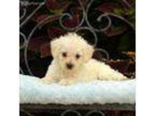 West Highland White Terrier Puppy for sale in Elizabethville, PA, USA