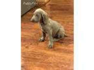 Weimaraner Puppy for sale in Leo, IN, USA