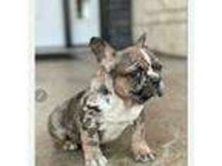 French Bulldog Puppy for sale in Dunkirk, NY, USA