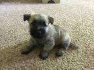 Cairn Terrier Puppy for sale in Traverse City, MI, USA