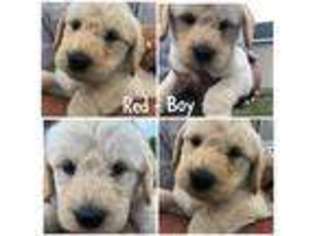 Labradoodle Puppy for sale in Dublin, GA, USA