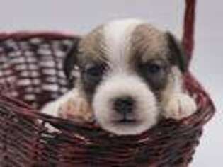 Jack Russell Terrier Puppy for sale in Riverside, CA, USA