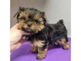 Yorkshire Terrier Puppy for sale in Ellington, MO, USA