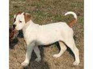Medium Photo #1 American Bulldog Puppy For Sale in Fair Grove, MO, USA