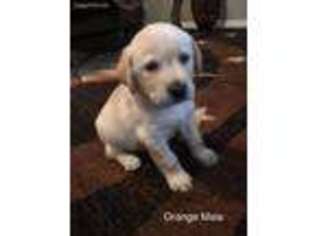 Labrador Retriever Puppy for sale in Chandler, TX, USA
