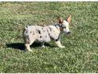 Pembroke Welsh Corgi Puppy for sale in Falkner, MS, USA