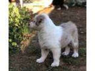 Miniature Australian Shepherd Puppy for sale in Rancho Santa Fe, CA, USA