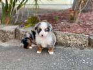 Miniature Australian Shepherd Puppy for sale in Port Orange, FL, USA