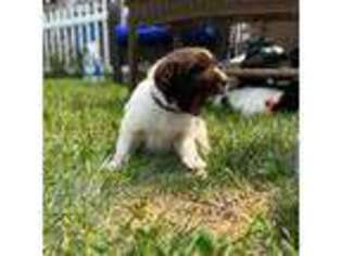 Newfoundland Puppy for sale in Temperance, MI, USA