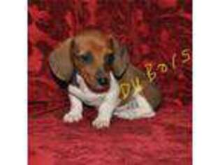 Dachshund Puppy for sale in Athens, GA, USA