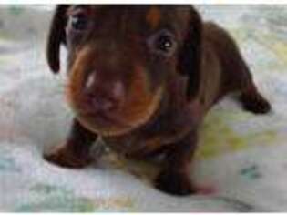 Dachshund Puppy for sale in Bunnell, FL, USA