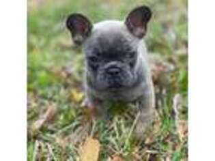 French Bulldog Puppy for sale in Beaumont, TX, USA