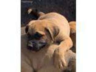 Mastiff Puppy for sale in Glasgow, KY, USA