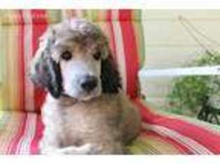 Mutt Puppy for sale in Cranberry, PA, USA