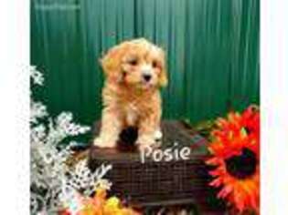 Cavapoo Puppy for sale in Colby, WI, USA