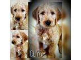 Labradoodle Puppy for sale in State Road, NC, USA