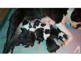 Boston Terrier Puppy for sale in ARNOLD, MD, USA