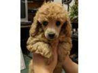 Mutt Puppy for sale in Wilmington, OH, USA