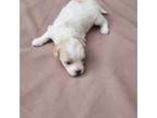 Havanese Puppy for sale in Eden Prairie, MN, USA