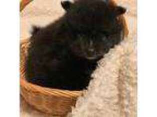 Pomeranian Puppy for sale in Hyden, KY, USA