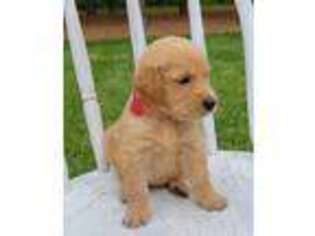 Golden Retriever Puppy for sale in Washington, IN, USA