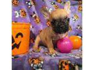 French Bulldog Puppy for sale in Sellersville, PA, USA