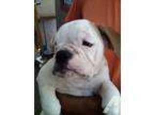 Bulldog Puppy for sale in CASSELBERRY, FL, USA
