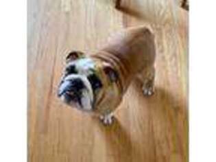 Bulldog Puppy for sale in Voluntown, CT, USA