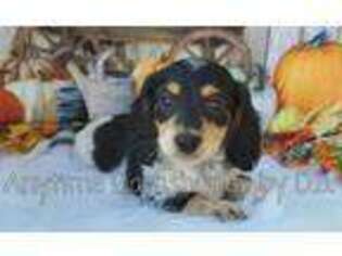 Dachshund Puppy for sale in Ben Wheeler, TX, USA