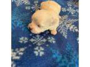 Maltese Puppy for sale in Mitchell, GA, USA