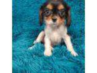 Cavalier King Charles Spaniel Puppy for sale in Marion, SC, USA