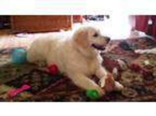 Mutt Puppy for sale in Haleyville, AL, USA