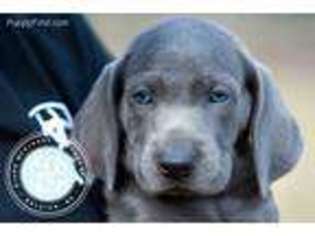 Weimaraner Puppy for sale in Fuquay Varina, NC, USA
