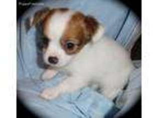 Chihuahua Puppy for sale in Chandler, OK, USA
