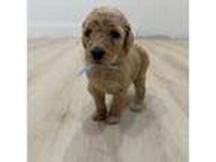 Goldendoodle Puppy for sale in Laredo, TX, USA