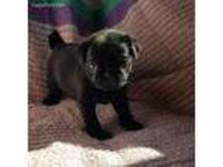 Pug Puppy for sale in Whitelaw, WI, USA
