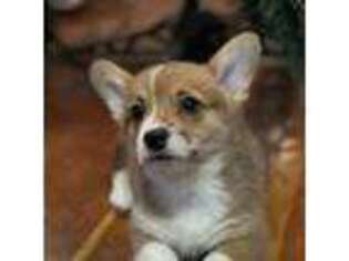 Pembroke Welsh Corgi Puppy for sale in Helmville, MT, USA