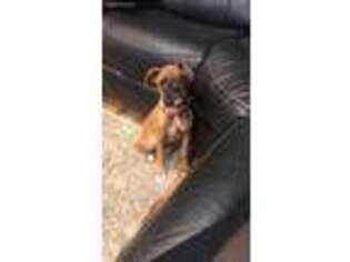 Boxer Puppy for sale in New Hudson, MI, USA