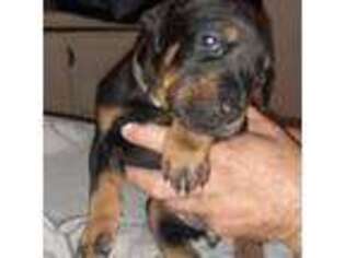 Doberman Pinscher Puppy for sale in Spring Hill, FL, USA