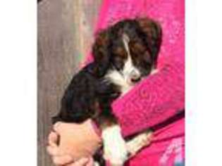 Mutt Puppy for sale in GRIFTON, NC, USA