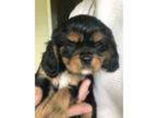 Cavalier King Charles Spaniel Puppy for sale in Elverson, PA, USA