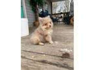 Pomeranian Puppy for sale in Virginia Beach, VA, USA