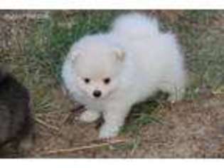 Pomeranian Puppy for sale in Grand Saline, TX, USA