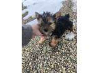 Yorkshire Terrier Puppy for sale in Kenton, OH, USA