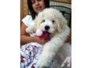 Goldendoodle Puppy for sale in PAINESVILLE, OH, USA