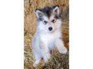 Alaskan Malamute Puppy for sale in Bushnell, IL, USA